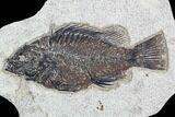 Fossil Fish (Cockerellites) - Green River Formation #107879-1